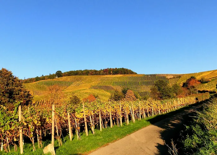 Rebstock Baden-Baden